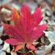 Illustration for article titled Shooting Challenge Fall Leaves Gallery 2